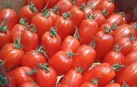 Tomate San Marzano 